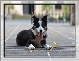 Border collie, Pysk, Jzor